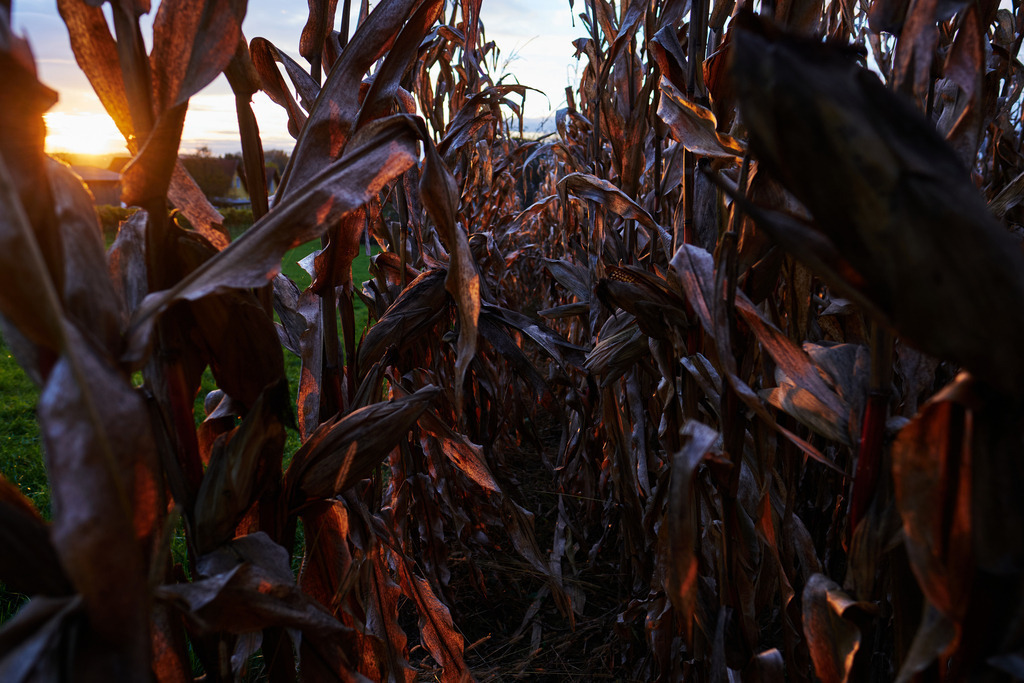 Maisfeld im Abendlicht | Austria - October 30, 2020: Verdorrtes Maisfeld im Abendlicht. - Realisiert mit Pictrs.com