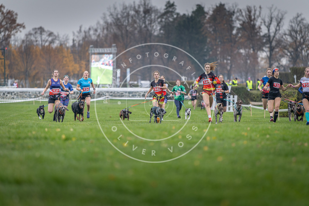 CaniXpix_DV3A7093 | Hundefotografie, Tierfotograf, Pfotenfotografie, Fotoshooting Hund, Hunde Portrait, Hundesport, Hundeportraits, Heideshooting, Hunde, Sportfotograf, Hundefotograf, Turnierhundsport, THS,  - Realisiert mit Pictrs.com