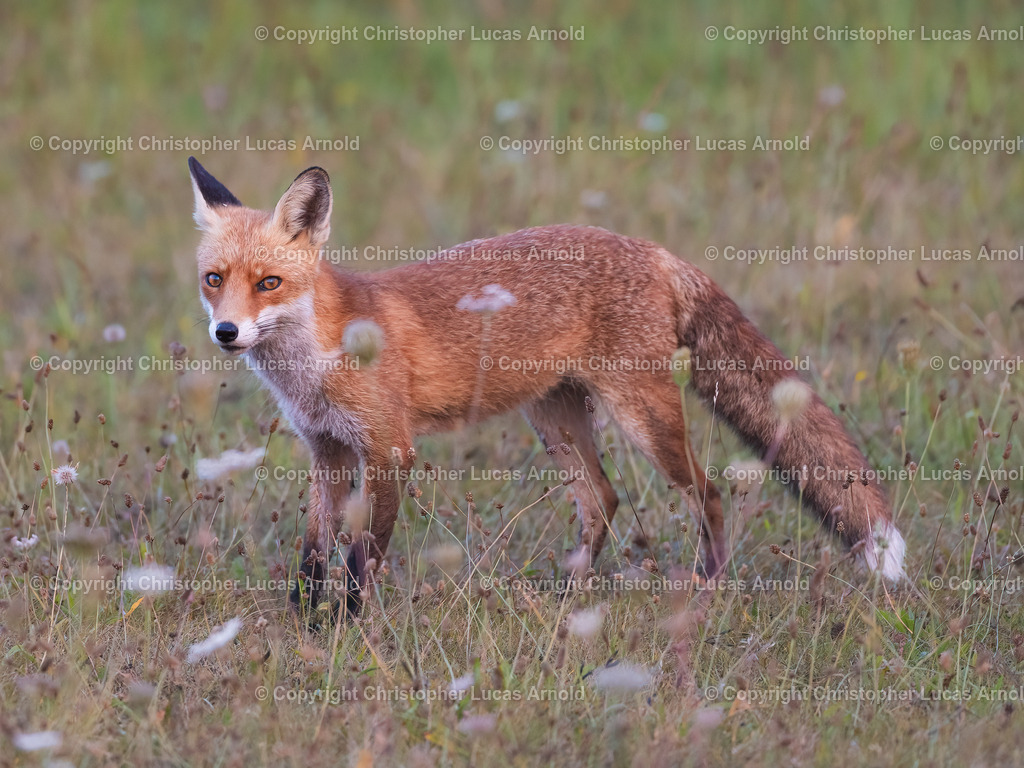 Rotfuchs am Abend | bildkomponist - Realisiert mit Pictrs.com
