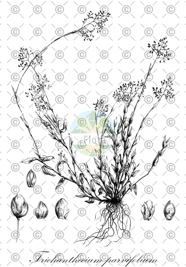 HistAbb_wfo-0000410436_2_ENZY_Simple | Historische Abbildung von Trichanthecium parvifolium - Poaceae | Historical Illustration of Trichanthecium parvifolium - Poaceae
