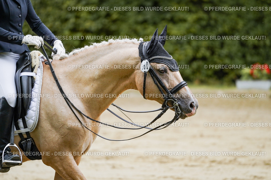 DSC09069 | Pferdegrafie