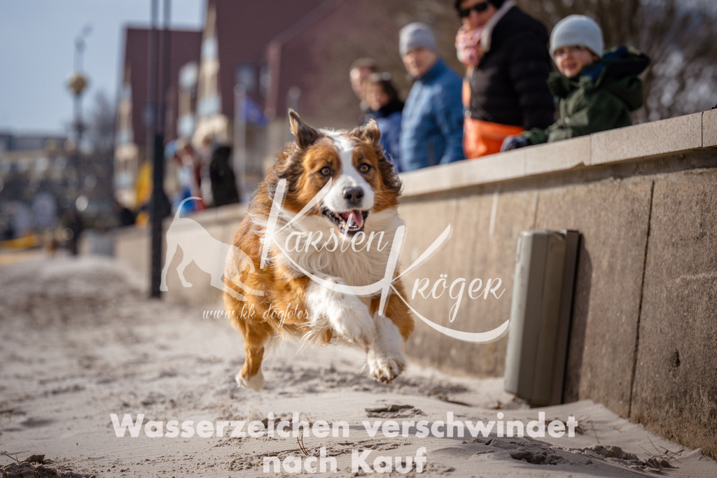 1324_ZZ99071 | kk-dogfotos