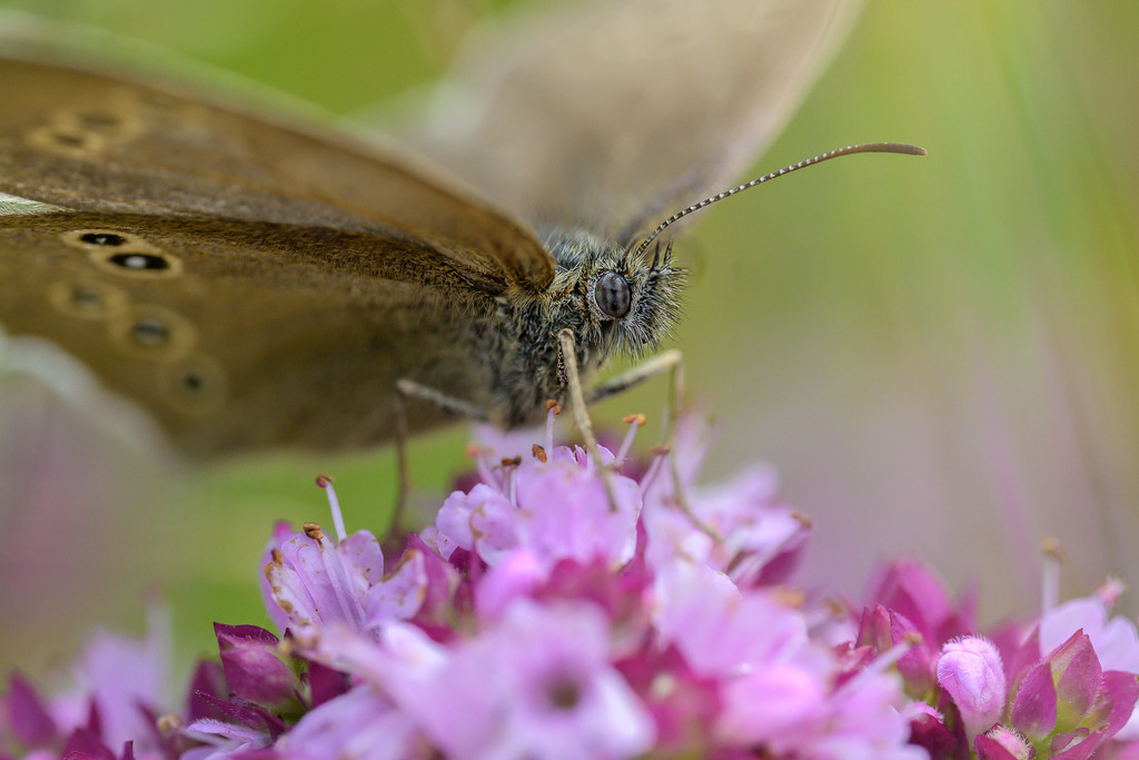 2023-197 | Brauner Waldvogel, auch Schornsteinfeger genannt (Aphantopus hyperantus). Die Falter fliegen in einer Generation von Mitte Juni bis Ende August. - Realisiert mit Pictrs.com