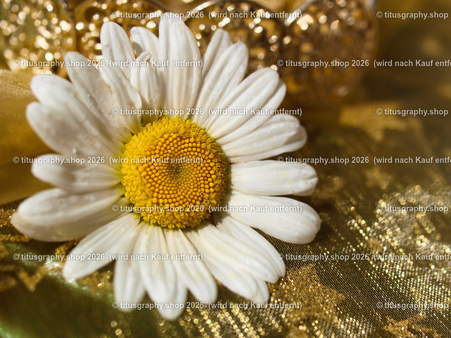titusgraphy_P5279557-vz-ln | titusgraphy-shop: Geschenkideen mit Qualitätsfotos. titusgraphy-shop: gift ideas with quality photos. titusgraphy-shop: idées cadeaux avec photos de qualité.  - Realisiert mit Pictrs.com