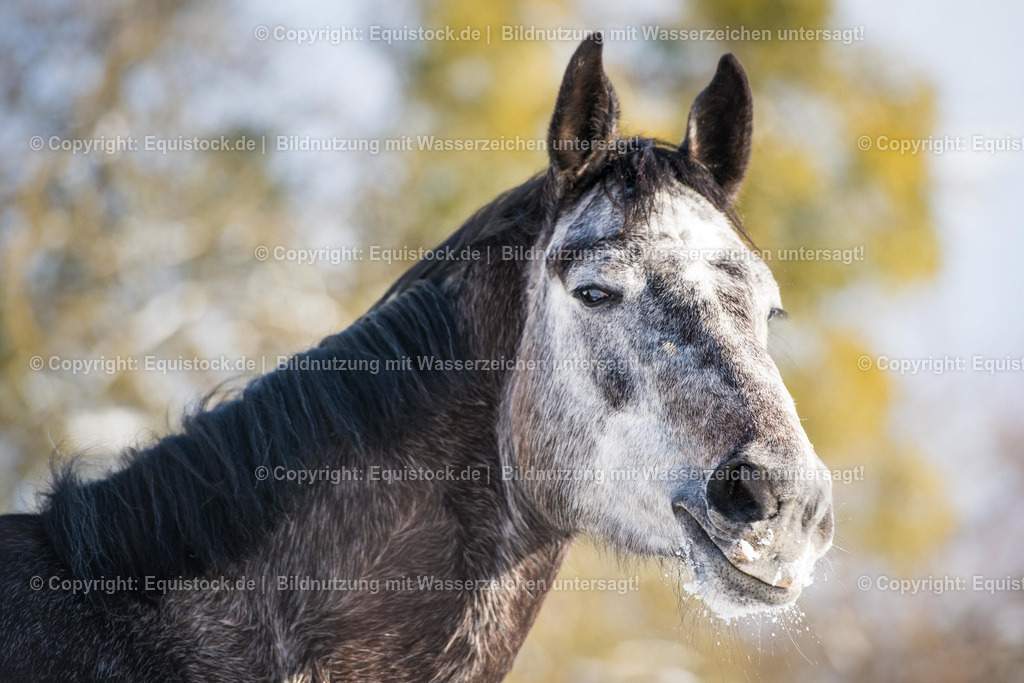 20160117_Pferdeportrait_im_Winter_0002 | equistock