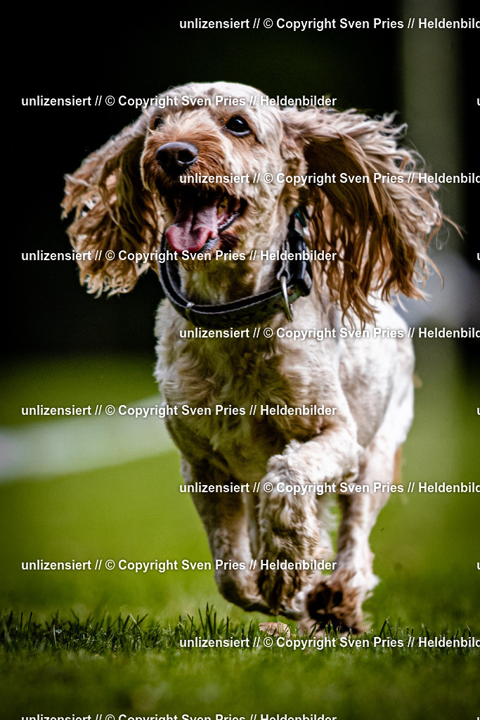 Sven Pries | 2025-10-03 - Hunderennen Obergrombach - Realisiert mit Pictrs.com