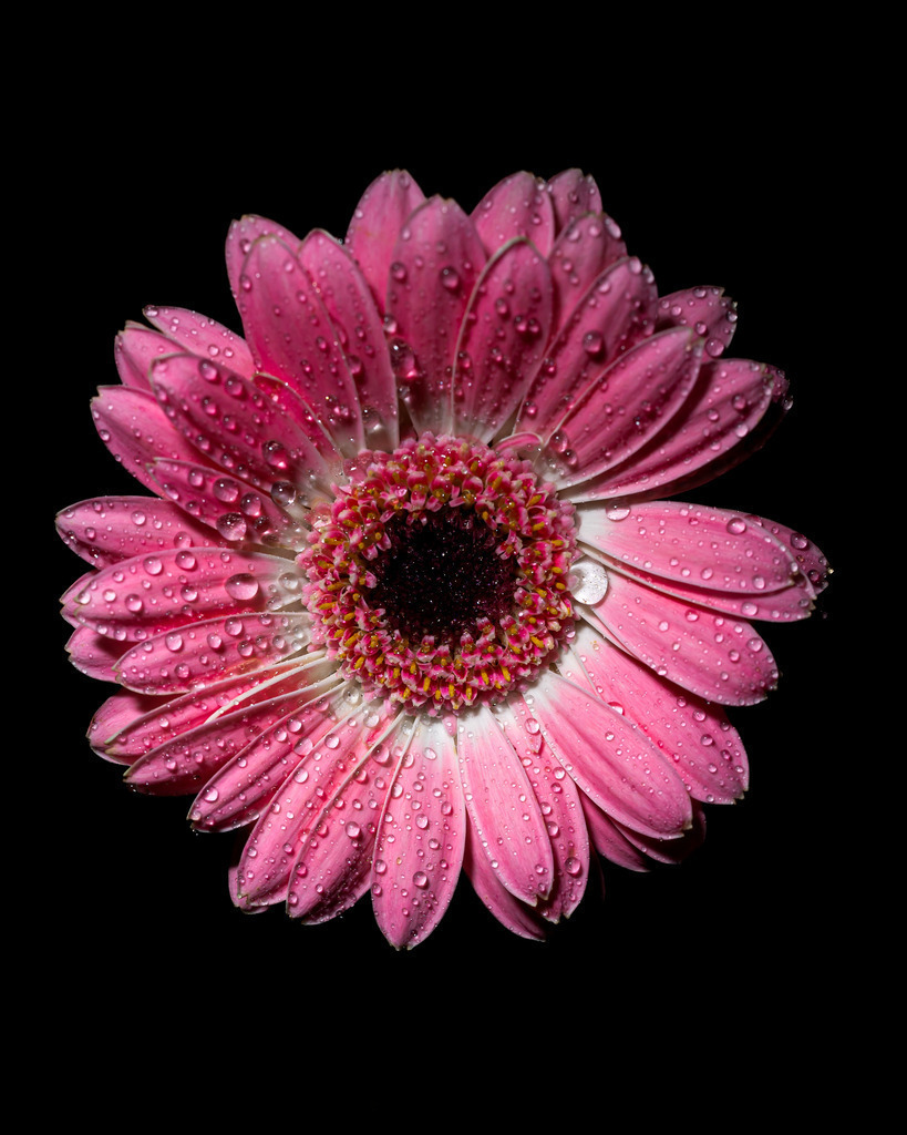 _DSC0258 | renerovisanfotoart.com