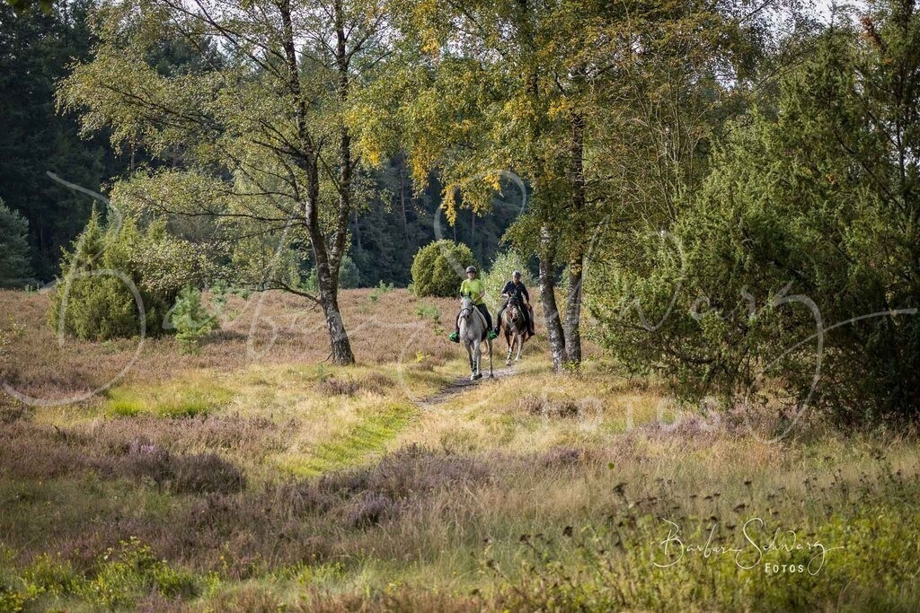 DdLH-WehlenerHeide_2025-09-20_04 | Fotografie, Veranstaltungs-Fotografie, Pferde-Fotografie, Landschafts-Fotografie, Reise-Fotografie - Realisiert mit Pictrs.com