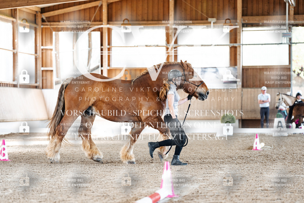 CK905453 | Turnierfotografie Pferdefotografie Trier Rheinland-Pfalz Pferdesport Reitsport Tierfotografie Sportfotografie Pferdevideo Pferdevideografie Equestrianvideography equestrianphotography  - Realisiert mit Pictrs.com