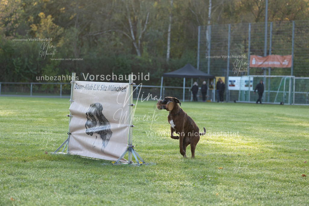 _16A6020 | Einzigartige Fotos von Hunden & Menschen –Actionfotos, Portraits, Vereinsaufnahmen & Paarshootings – authentisch, lebendig & mit Herz.