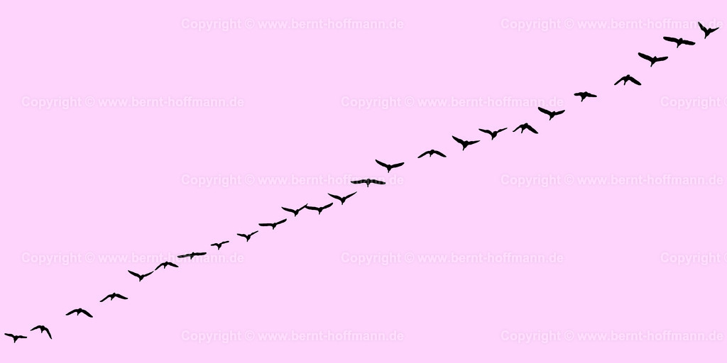 Pgrfk_Vogelzug_0881_fed3fc_200x100 | bernt-hoffmann.de - Realisiert mit Pictrs.com