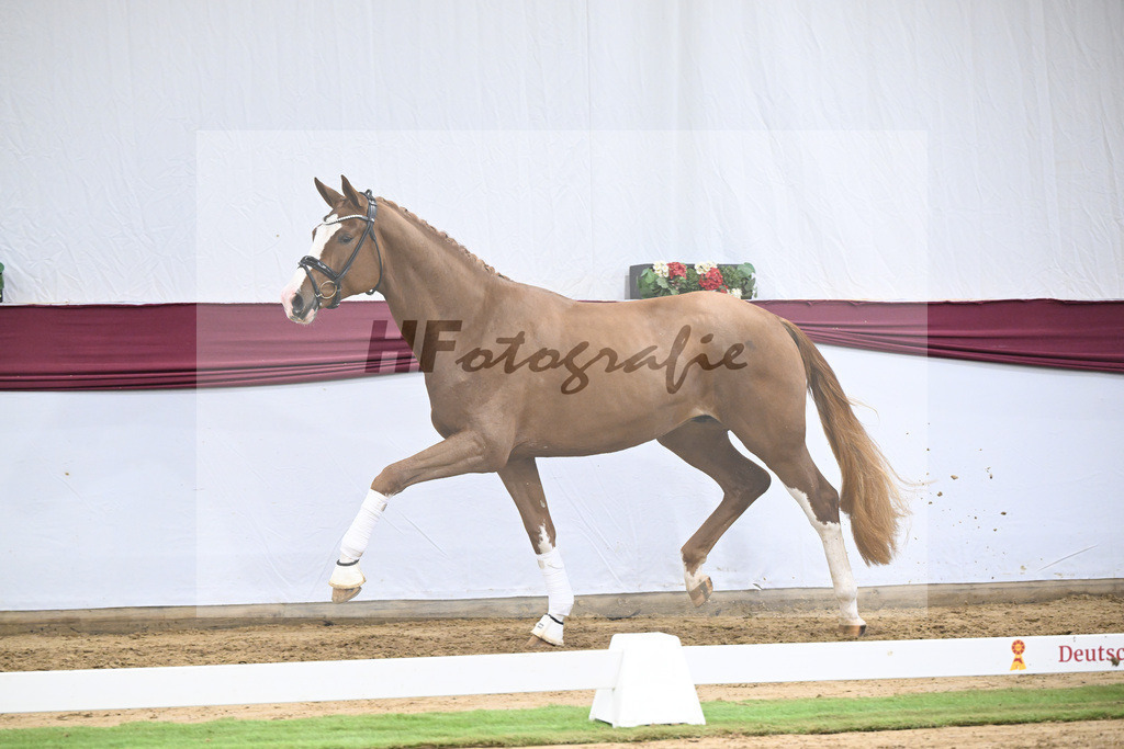 Kat-Nr. 118 Damaschino I x Mochito_Josef Zunterer_47253843 | hf-fotografie - Realisiert mit Pictrs.com