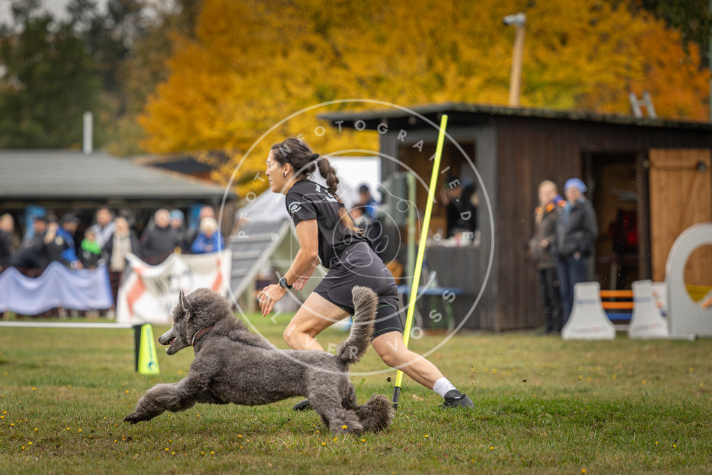 Pfotenfotografie_DV3A3077 | Hundefotografie, Tierfotograf, Pfotenfotografie, Fotoshooting Hund, Hunde Portrait, Hundesport, Hundeportraits, Heideshooting, Hunde, Sportfotograf, Hundefotograf, Turnierhundsport, THS,  - Realisiert mit Pictrs.com