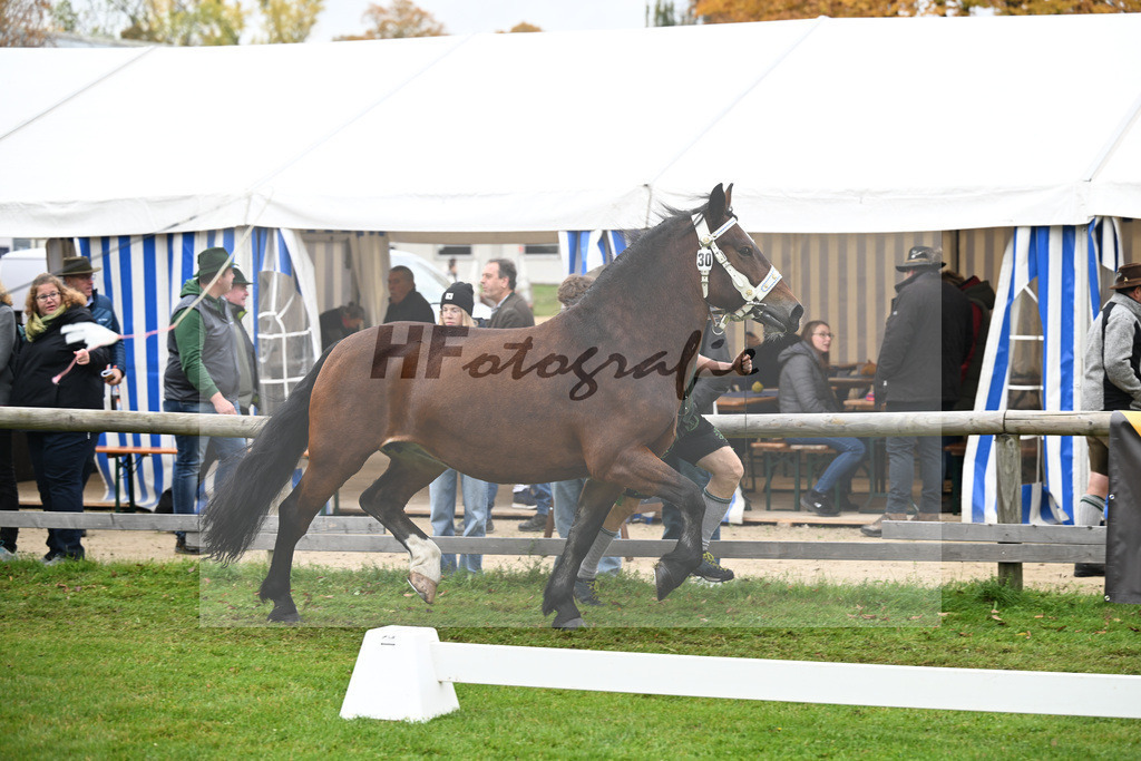Kat-Nr. 30 Johanna v. Schwansee_Engelhard_41250729 | hf-fotografie - Realizzato con Pictrs.com