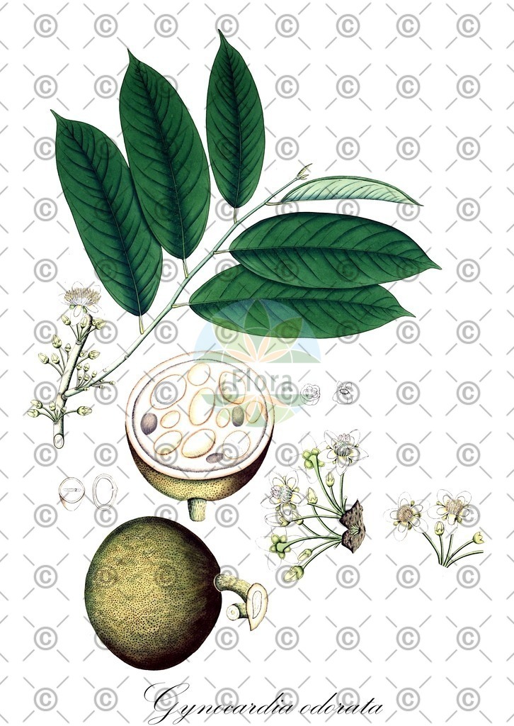 HistAbb_wfo-0000713306_1_ENZY_Simple | Historische Abbildung von Gynocardia odorata - Achariaceae | Historical Illustration of Gynocardia odorata - Achariaceae