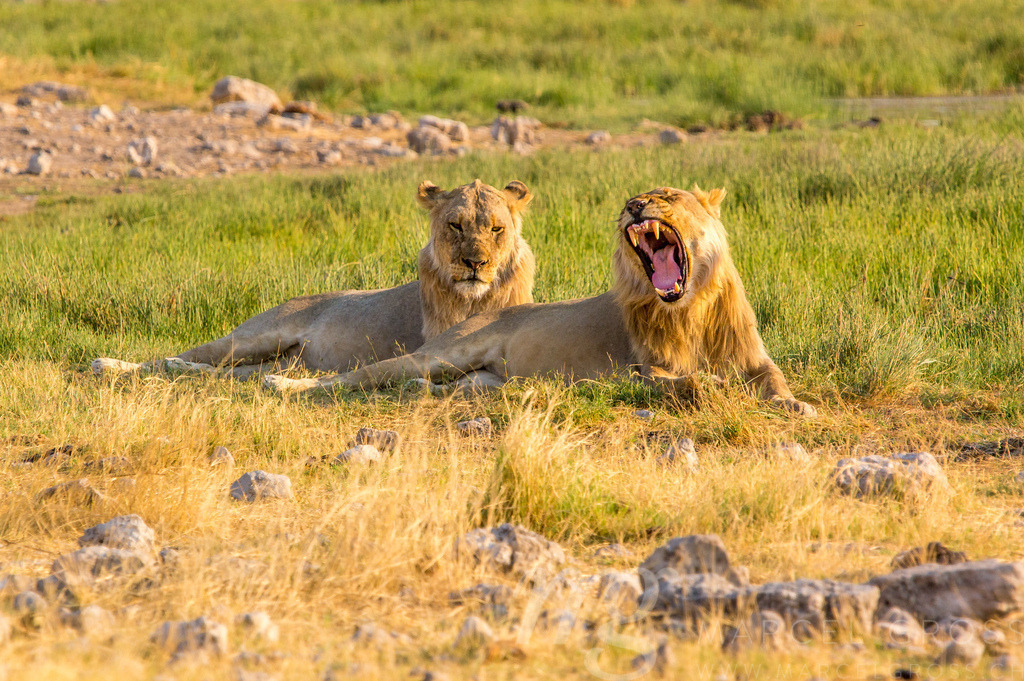 Young Male Lions | two young male lions lying in the grass at a waterhole in Etosha National Park - Realisiert mit Pictrs.com
