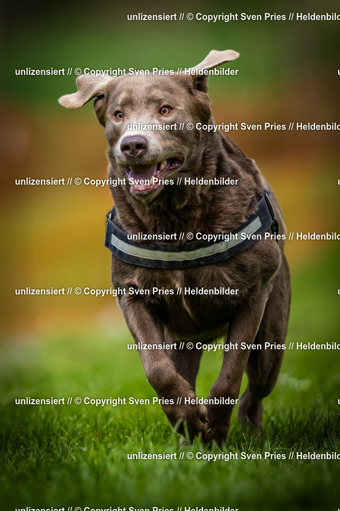 Sven Pries | 2025-04-13 - Hunderennen Baden-Baden - Realisiert mit Pictrs.com