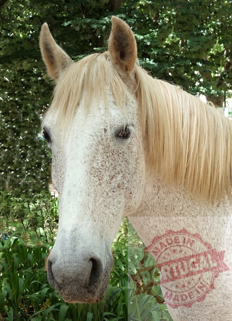 Fleabitten gray horse head portrait outdoors | Fleabitten gray horse standing in nature, looking calm - Realized with Pictrs.com