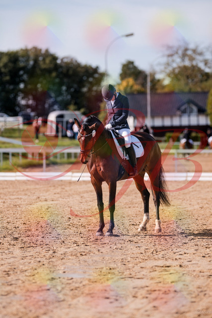 2026_10_03_Siefer-Hof_125849_Z81_49357076 | Professionelle Reitsport-, Turnier- und Eventfotografie von Robert Broda. Galerien mit ausgewählten und bearbeiteten Bildern direkt online ansehen und bestellen.