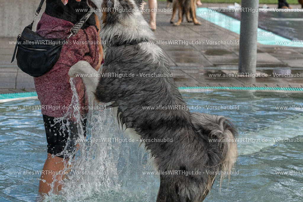 Hundeschwimmen_Volksbad_2026-allesWIRTHgut_Tierfotografie-2609061511-FAY07126 | Professionelle Tierfotografie in Mönchengladbach von Daniel Wirth (allesWIRTHgut). Liebevolle & natürliche Bilder von Hunden & Katzen für unvergessliche Erinnerungen.