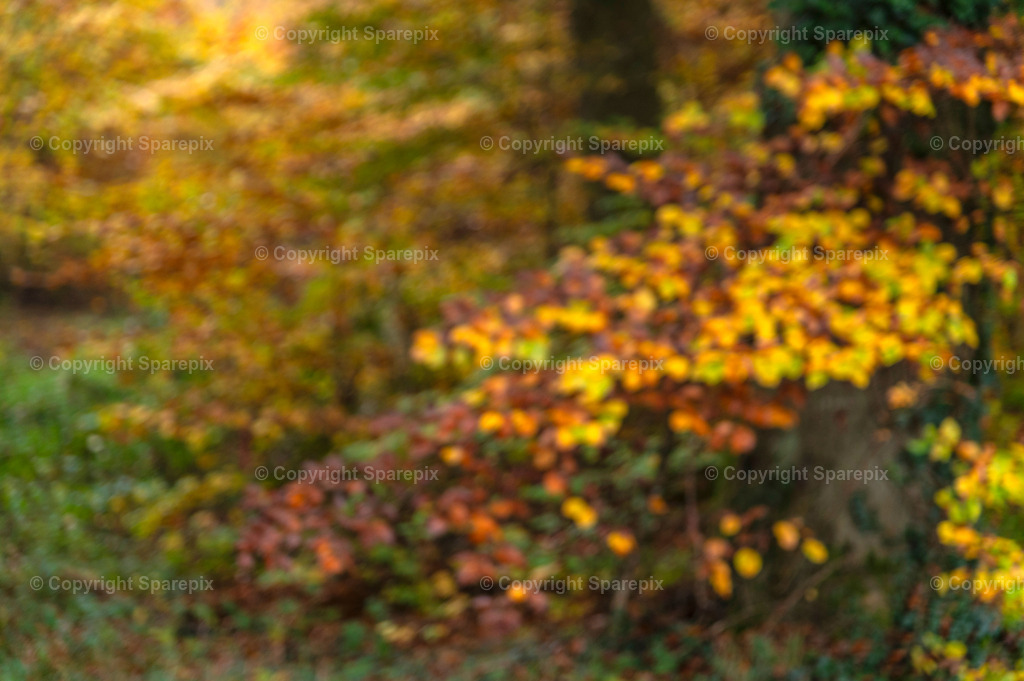 CRO_Autumn_Forest23_Bokeh | sparepix - Realisiert mit Pictrs.com
