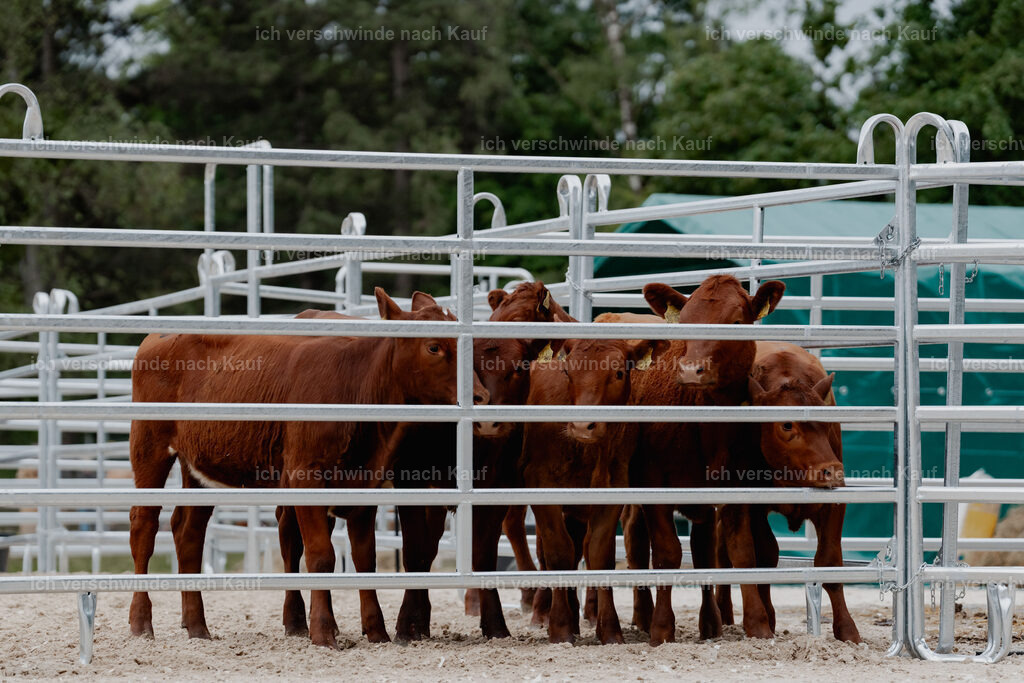 WE__Stoib_Rinder_PI2025_3186 | Pferd International München 2025