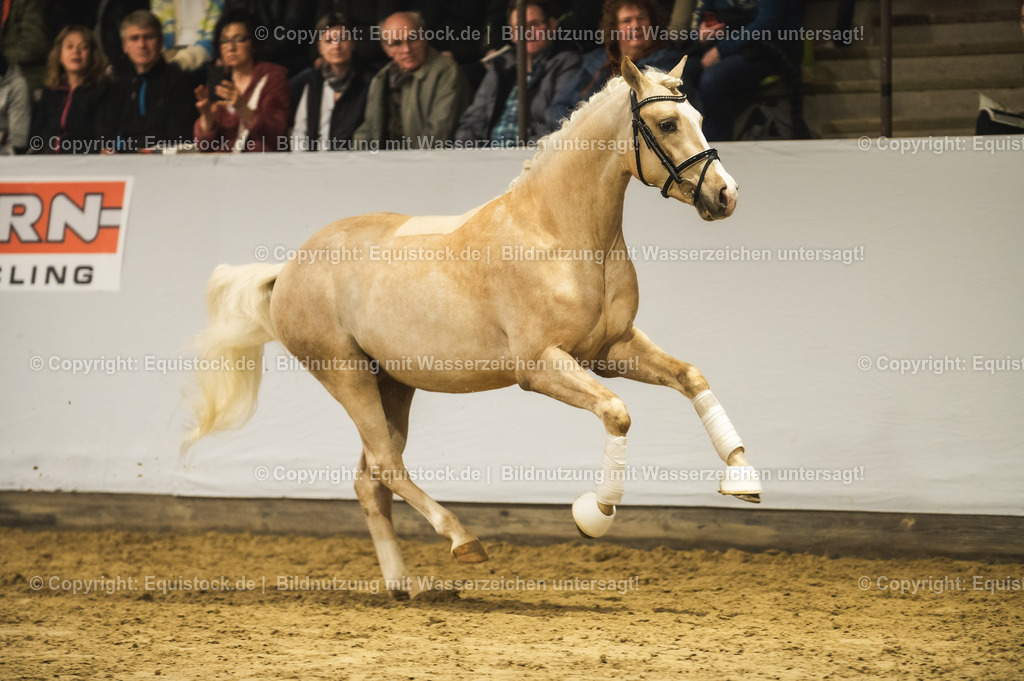 20240302_Hengstvorstellung_Marbach_TOMsPiC_0838-2 | equistock