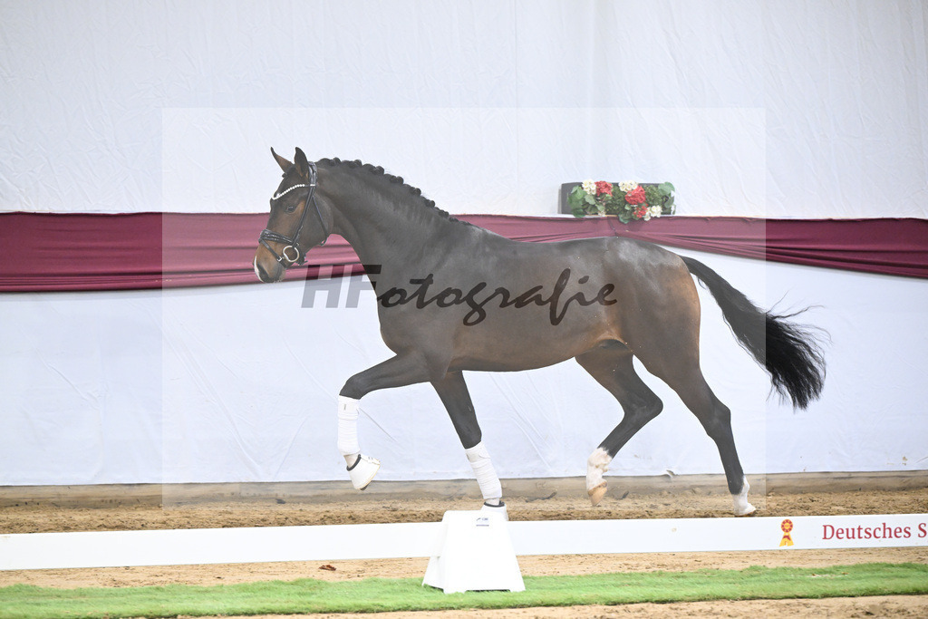 Kat-Nr. 70 Valdiviani x Fuerstenball_Joachim Weil_47252580 | hf-fotografie - Realisiert mit Pictrs.com