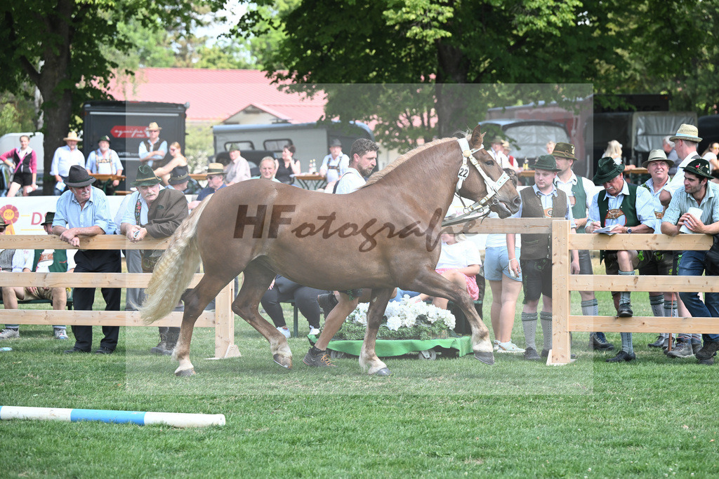 Kat-Nr. 22 Pinacolada_Scholz_20230342 | hf-fotografie - Realisiert mit Pictrs.com