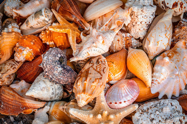 Verschiedene Muscheln | Verschiedene Muscheln aus dem Mittelmehr auf einem Haufen - Realisiert mit Pictrs.com
