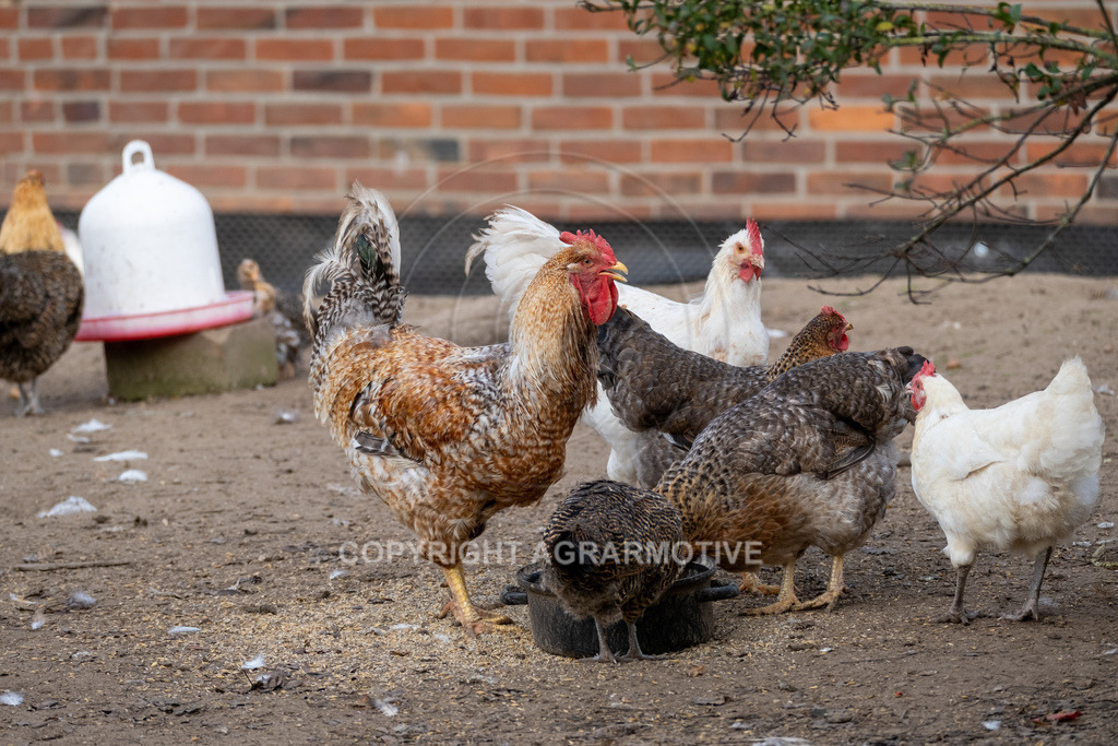20221029-_DSF9878 | Freilaufende Biohühner in Biohaltung - Realisiert mit Pictrs.com