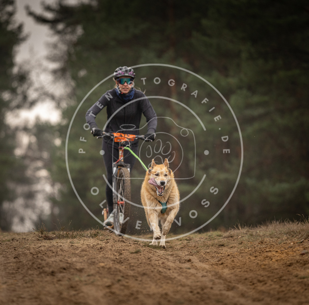 Pfotenfotografie_DV3A4627 | Hundefotografie, Tierfotograf, Pfotenfotografie, Fotoshooting Hund, Hunde Portrait, Hundesport, Hundeportraits, Heideshooting, Hunde, Sportfotograf, Hundefotograf, Turnierhundsport, THS,  - Realisiert mit Pictrs.com