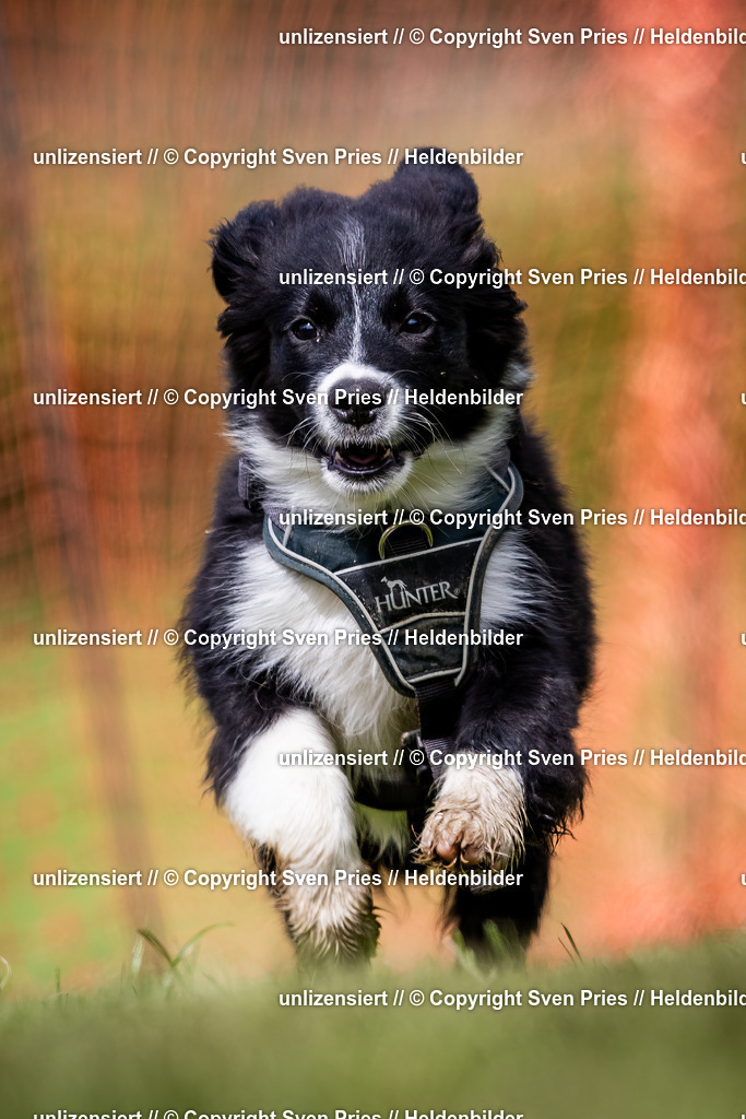 Sven Pries | 2024-04-21 - Hunderennen Baden-Oos
Foto: Sven Pries - Realisiert mit Pictrs.com