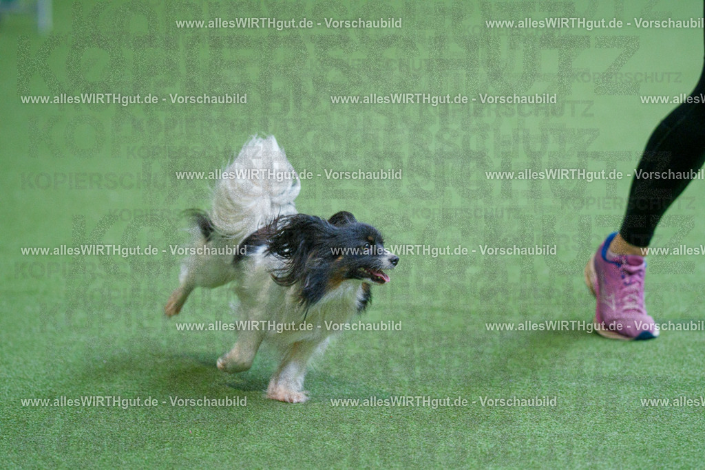 @allesWIRTHgut_Tierfotografie - www.allesWIRTHgut.de - 2604251449-7R505606 | Professionelle Tierfotografie in Mönchengladbach von Daniel Wirth (allesWIRTHgut). Liebevolle & natürliche Bilder von Hunden & Katzen für unvergessliche Erinnerungen.