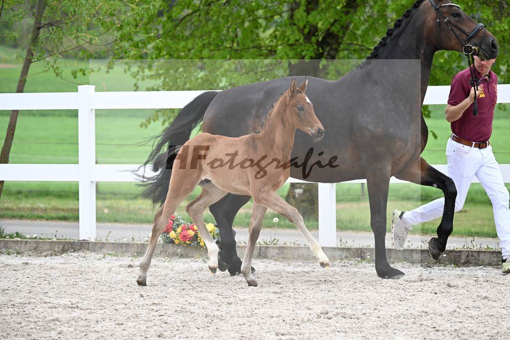 Kat-Nr. 25 HF La Paix x Jovian_Schepper_23261020 | hf-fotografie - Realizzato con Pictrs.com