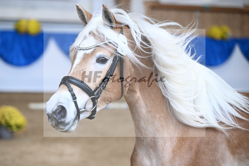 Bl. Band Kat-Nr. 5 Lady Cool v. Wetterstein_Gossner_48251326 | hf-fotografie - Realisiert mit Pictrs.com