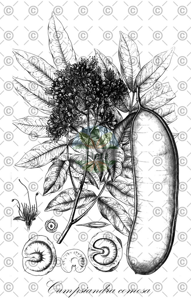 HistAbb_wfo-0001235645_1_ENZY_Simple | Historische Abbildung von Campsiandra comosa - Fabaceae | Historical Illustration of Campsiandra comosa - Fabaceae