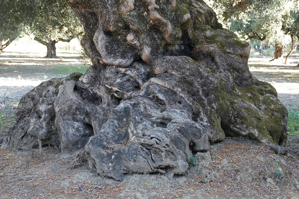 Stories of the Ancient Olive Trees | Ancient Olive Trees
