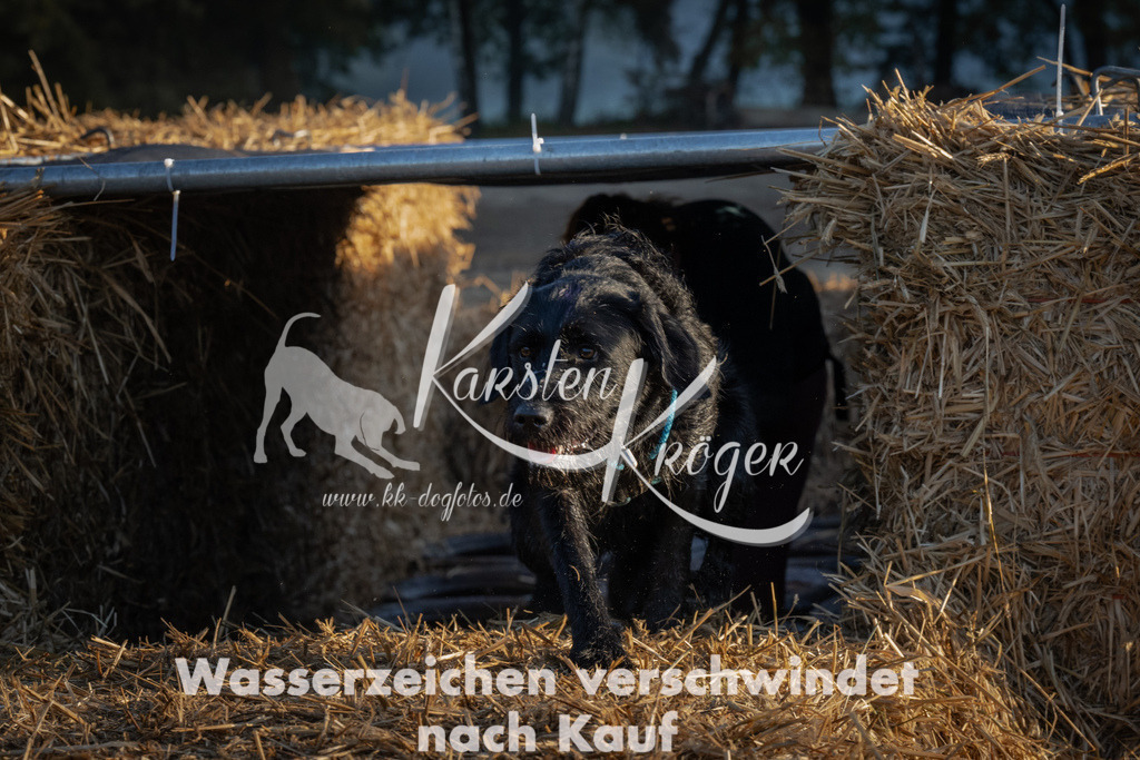 0912_ZZ91922 | kk-dogfotos