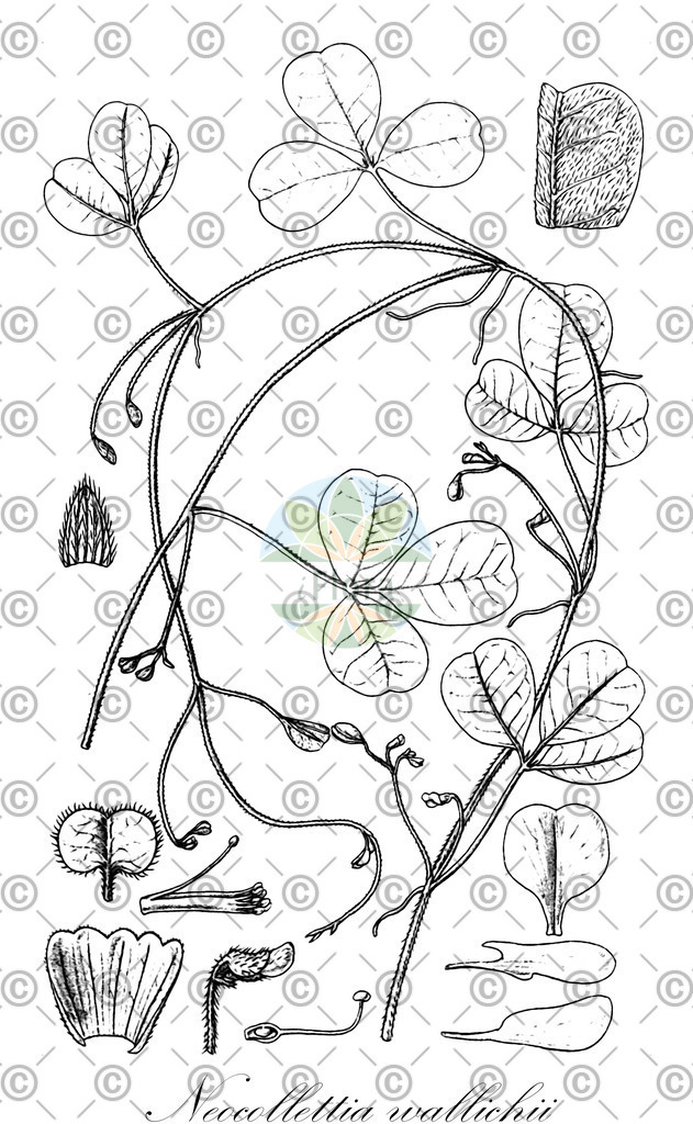 HistAbb_wfo-0000250023_1_ENZY_Simple | Historische Abbildung von Neocollettia wallichii - Fabaceae | Historical Illustration of Neocollettia wallichii - Fabaceae