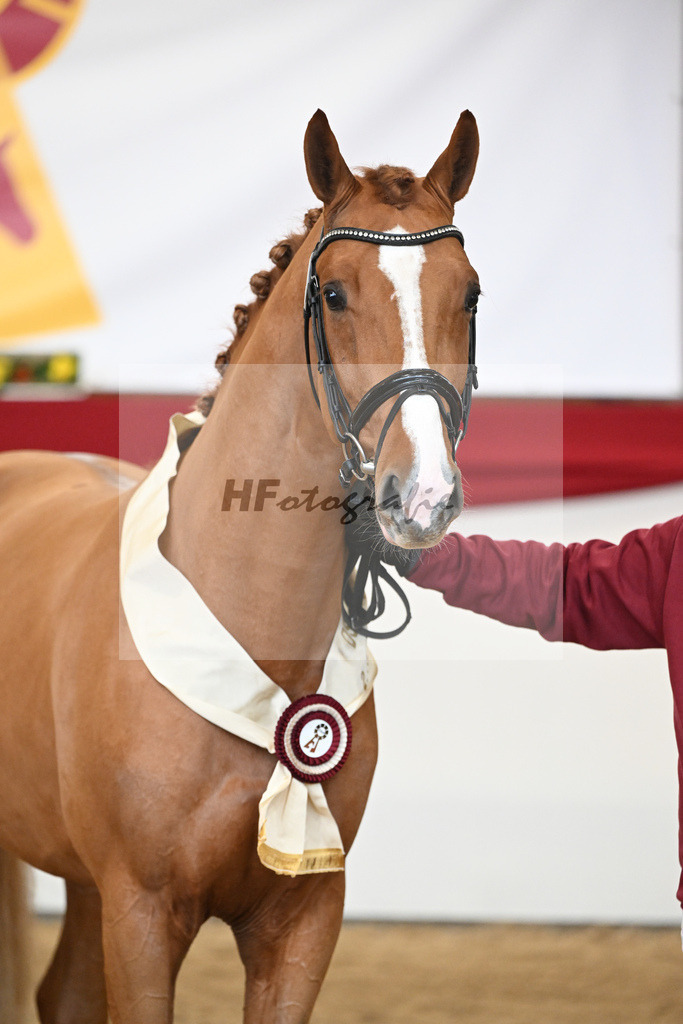 Kat.-Nr. 38 v. Tangelo van de Zuuthoeve_Spenrath_2251770 | hf-fotografie - Realizzato con Pictrs.com