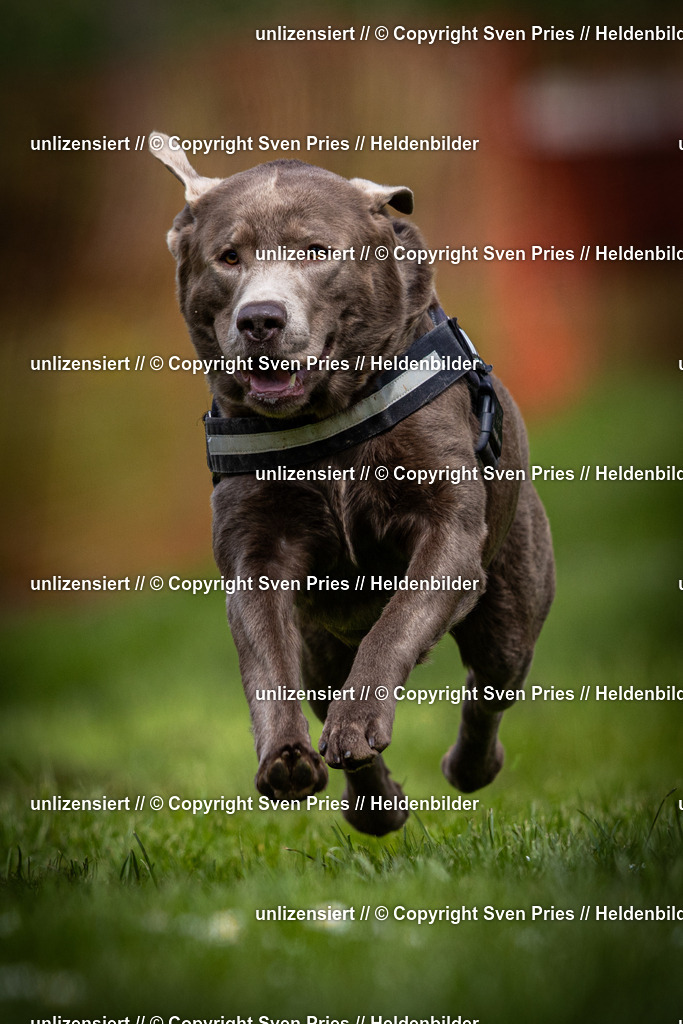 Sven Pries | 2025-04-13 - Hunderennen Baden-Baden - Realisiert mit Pictrs.com