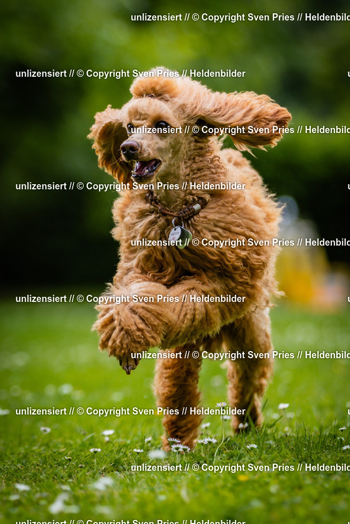 Sven Pries | 2025-05-29 - Pudelrennen KA-Durlach - Realisiert mit Pictrs.com