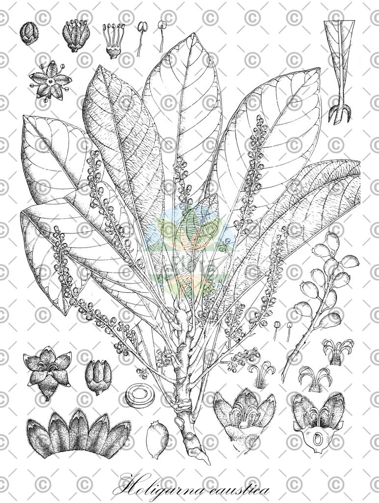 HistAbb_wfo-0001194221_1_ENZY_Simple | Historische Abbildung von Holigarna caustica - Anacardiaceae | Historical Illustration of Holigarna caustica - Anacardiaceae