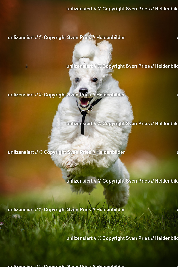 Sven Pries | 2025-04-13 - Hunderennen Baden-Baden - Realisiert mit Pictrs.com