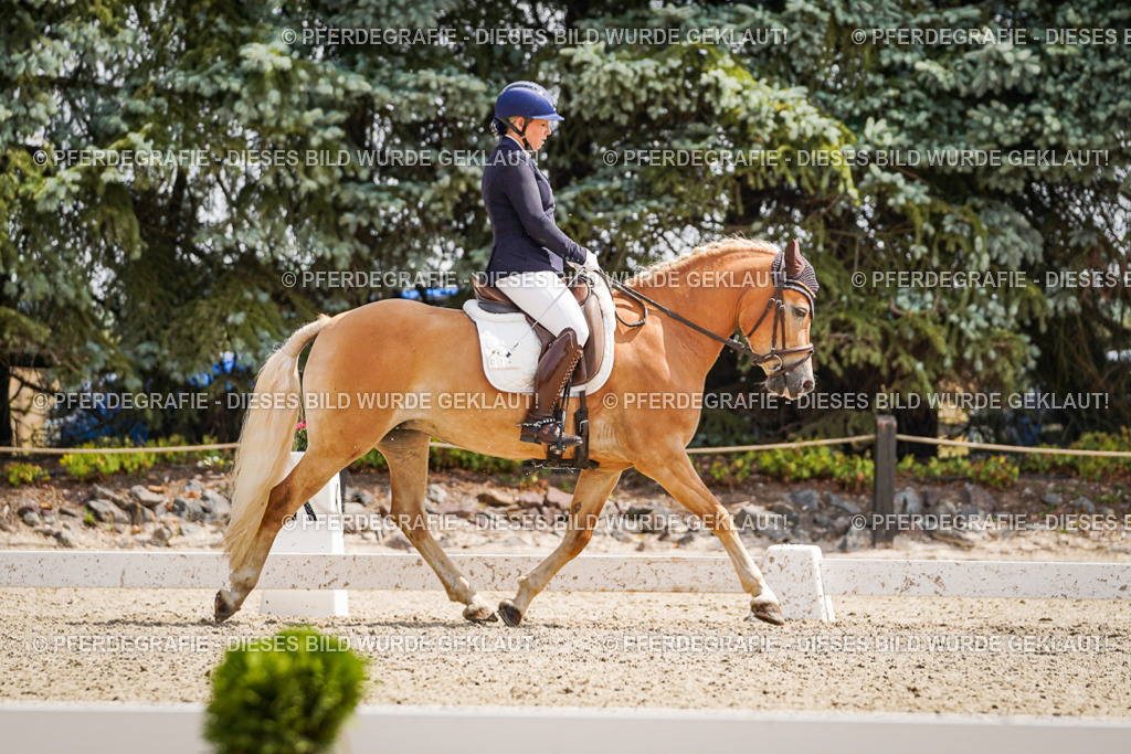 DSC09577 | Pferdegrafie