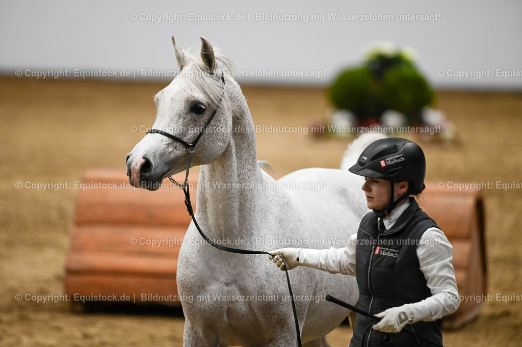 20260307_Hengstvorstellung-Marbach_0437 | equistock