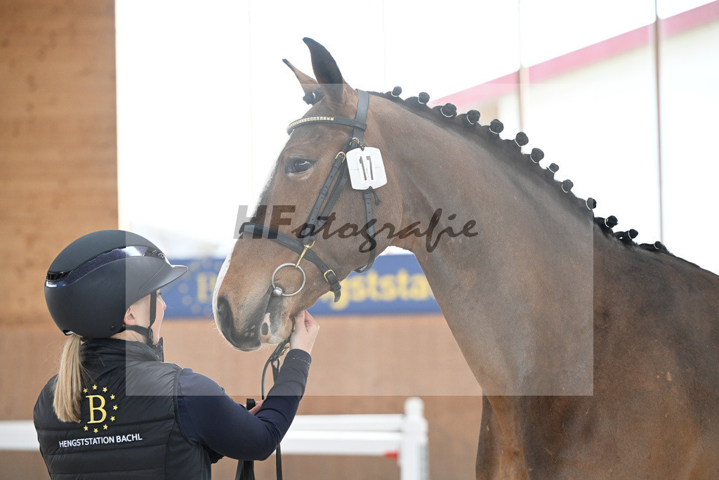 Kat-Nr. 17 Charlie v. Carrera VDL_Fischer-Rados_5250120 | hf-fotografie - Realizzato con Pictrs.com