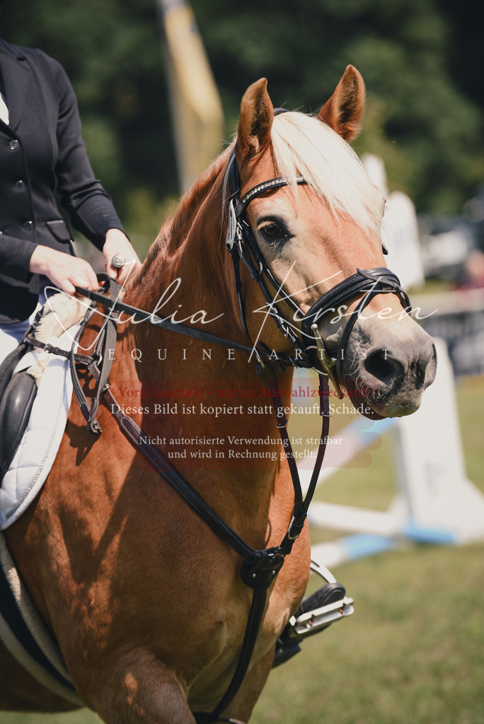 DSC_9936 | Pferde- und Turnierfotografie in Westsachsen. Pferdeportraits, Auftragszeichnungen und intuitive Kunst.