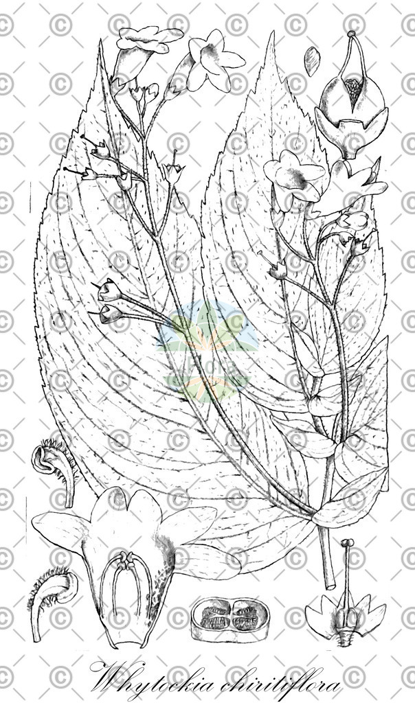 HistAbb_wfo-0000427783_1_ENZY_Simple | Historische Abbildung von Whytockia chiritiflora - Gesneriaceae | Historical Illustration of Whytockia chiritiflora - Gesneriaceae